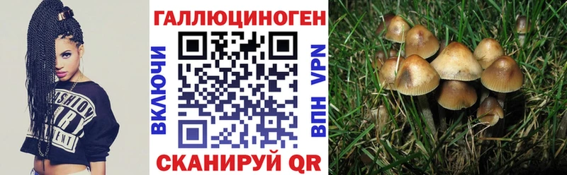 Галлюциногенные грибы Cubensis  kraken сайт  Кинель  что такое  